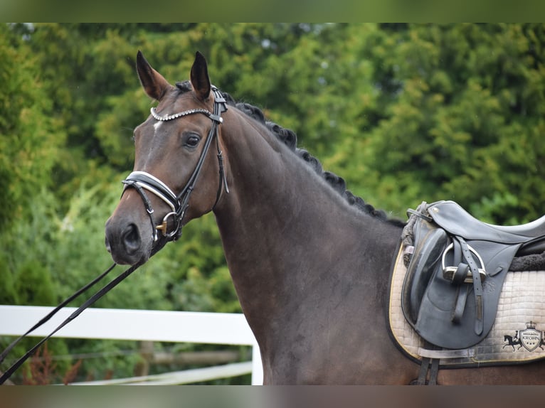 Zangersheider Mare 7 years 17 hh Brown in Dätgen