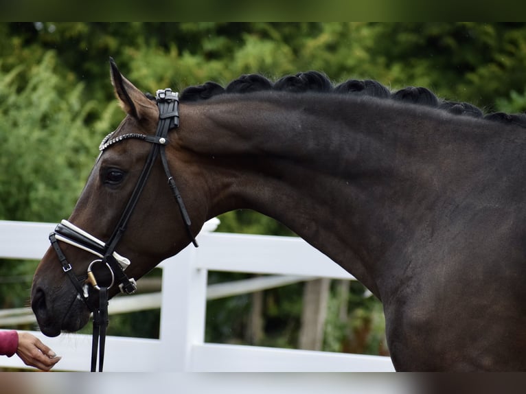 Zangersheider Mare 7 years 17 hh Brown in Dätgen