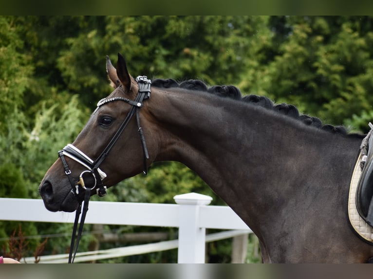 Zangersheider Mare 7 years 17 hh Brown in Dätgen