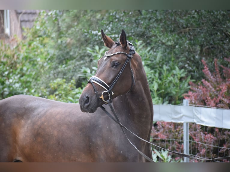 Zangersheider Mare 7 years 17 hh Brown in Dätgen