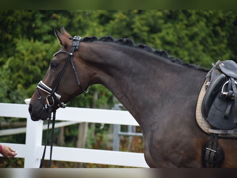 Zangersheider Mare 7 years 17 hh Brown in Dätgen