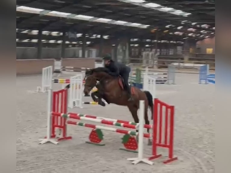 Zangersheider Mare 7 years 17 hh Brown in Oud Gastel