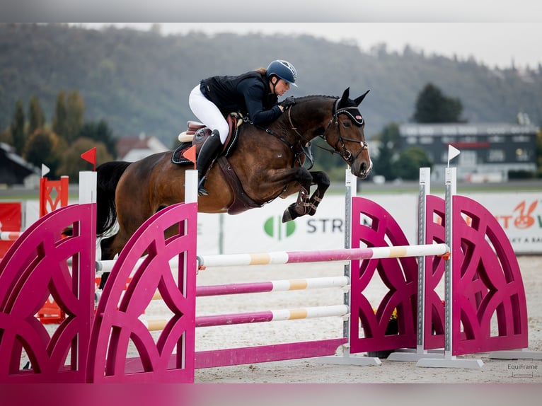 Zangersheider Mare 7 years 17 hh Brown in Prag