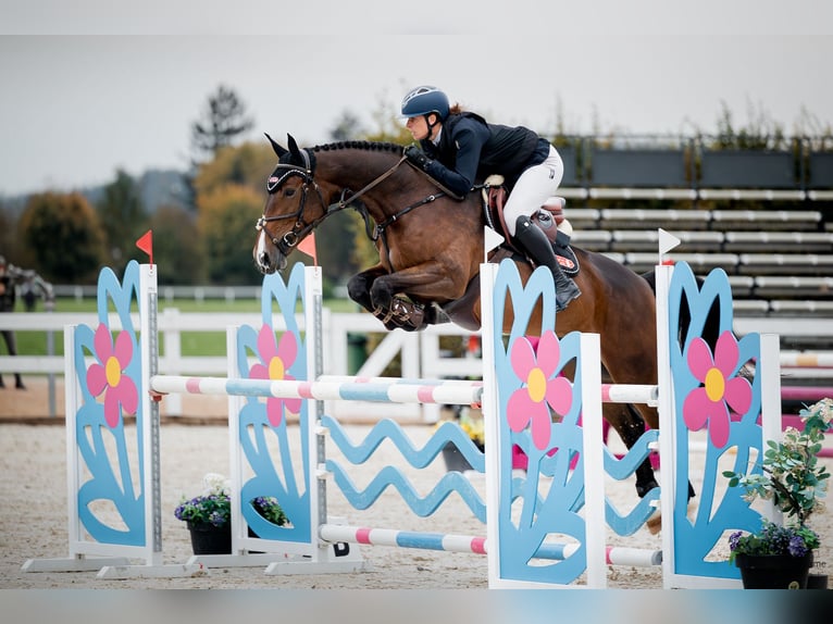 Zangersheider Mare 7 years 17 hh Brown in Prag