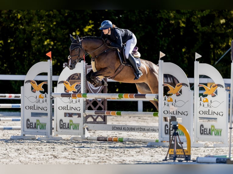 Zangersheider Mare 7 years 17 hh Brown in Prag