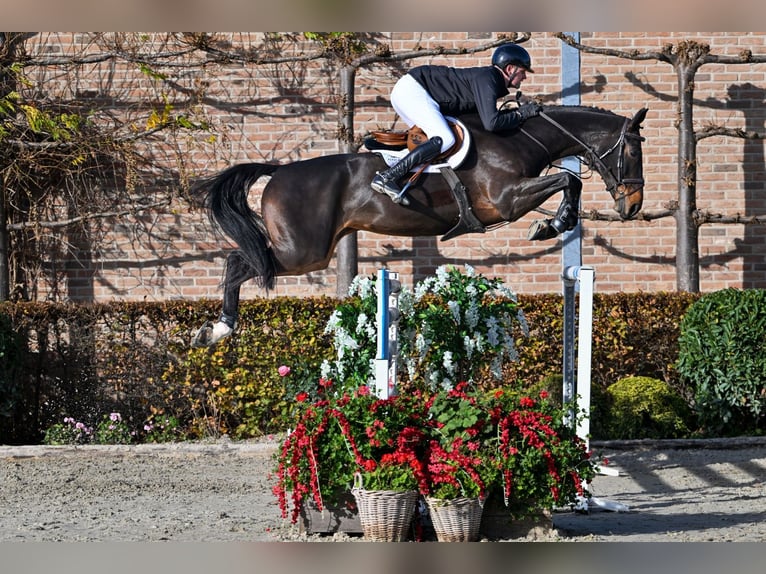 Zangersheider Mare 7 years 17,1 hh Bay-Dark in Bladel