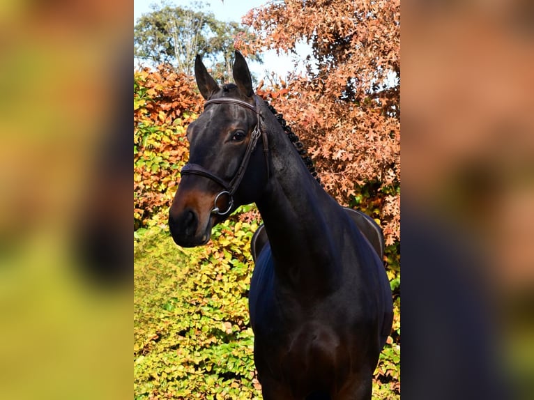Zangersheider Mare 7 years 17,1 hh Bay-Dark in Bladel