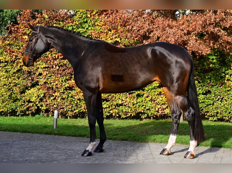 Zangersheider Mare 7 years 17,1 hh Bay-Dark in Bladel