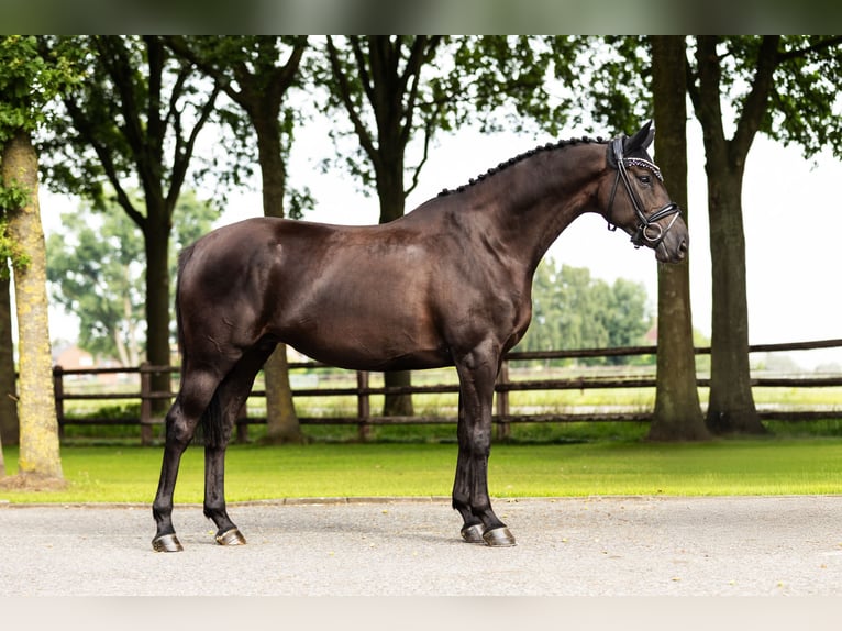 Zangersheider Mare 7 years Bay-Dark in Bocholt