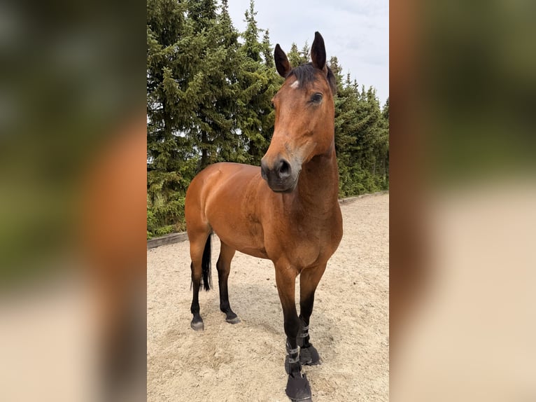 Zangersheider Mare 7 years Brown in Winsen (Aller)
