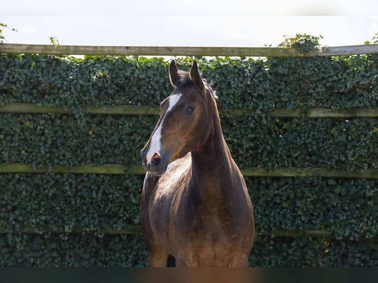 Zangersheider Mare 8 years 15.2 hh Brown in Waddinxveen