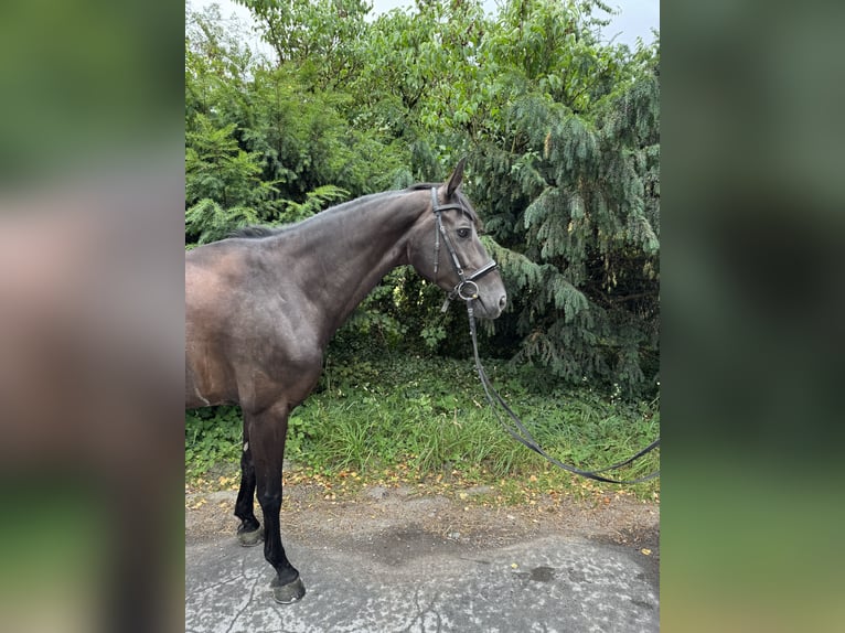 Zangersheider Mare 8 years 15,3 hh Black in Arnsberg