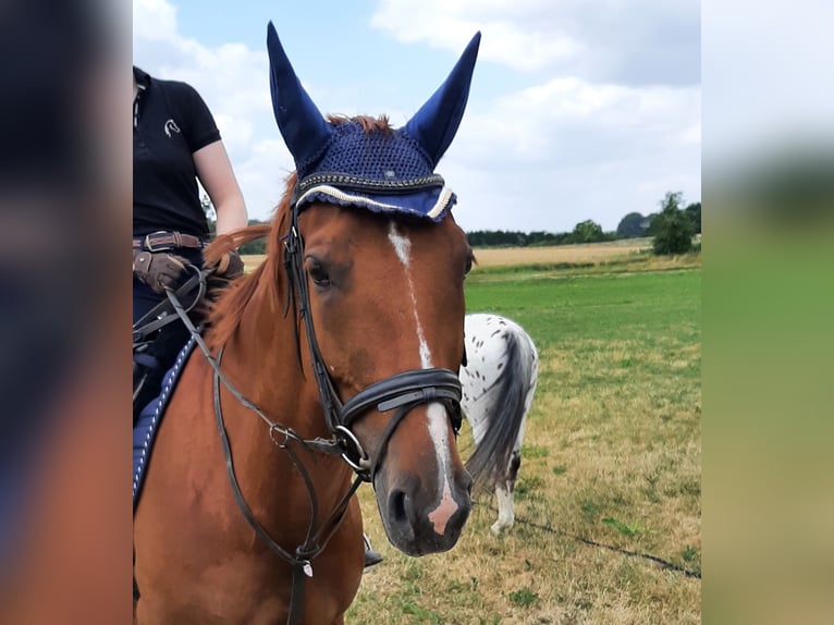 Zangersheider Mare 8 years 15,3 hh Chestnut-Red in Weisendorf