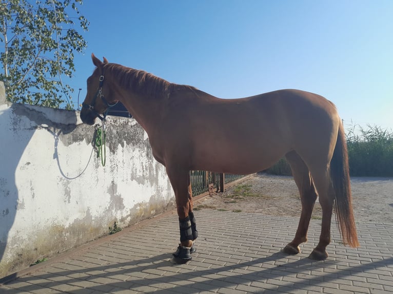 Zangersheider Mare 8 years 15,3 hh Chestnut-Red in Weisendorf