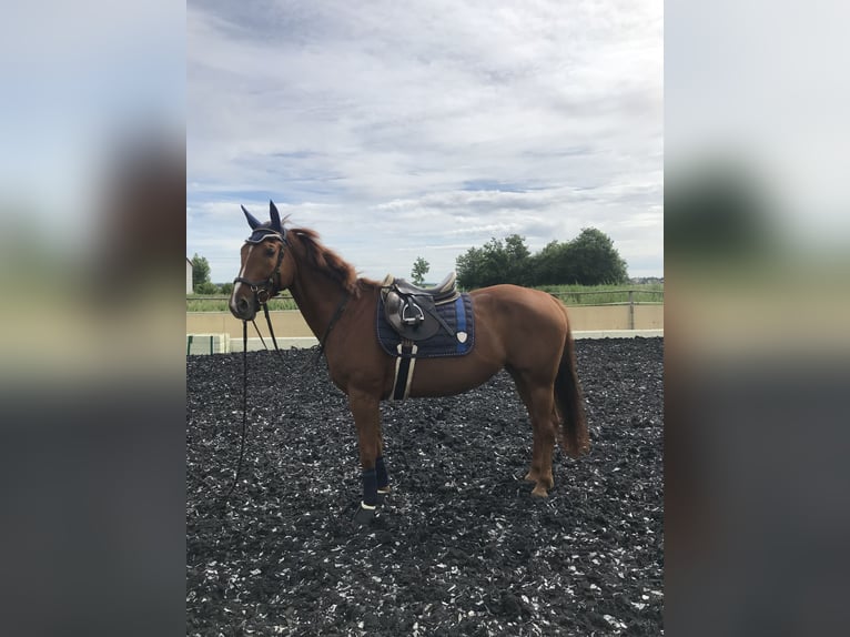 Zangersheider Mare 8 years 15,3 hh Chestnut-Red in Weisendorf