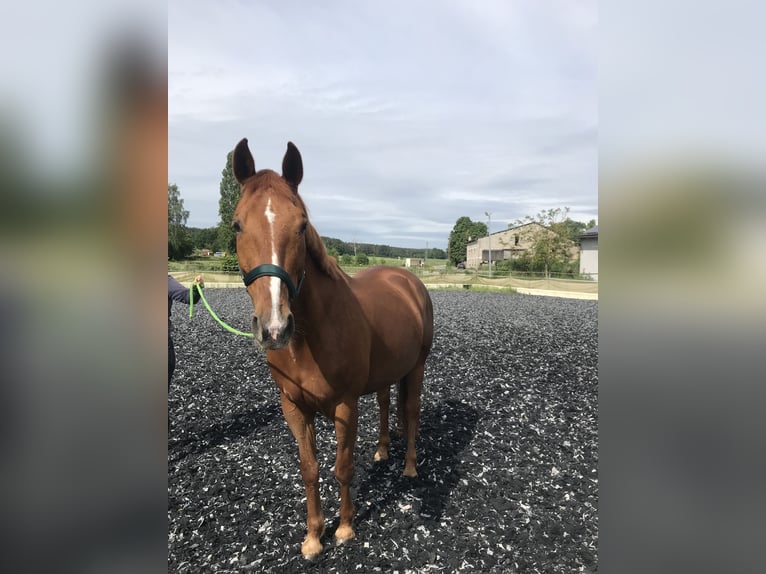 Zangersheider Mare 8 years 15,3 hh Chestnut-Red in Weisendorf