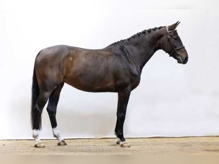 Zangersheider Mare 8 years 16,1 hh Bay-Dark in Waddinxveen