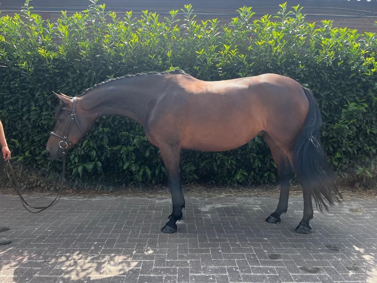 Zangersheider Mare 8 years 16.1 hh Brown in Bad Kreuznach