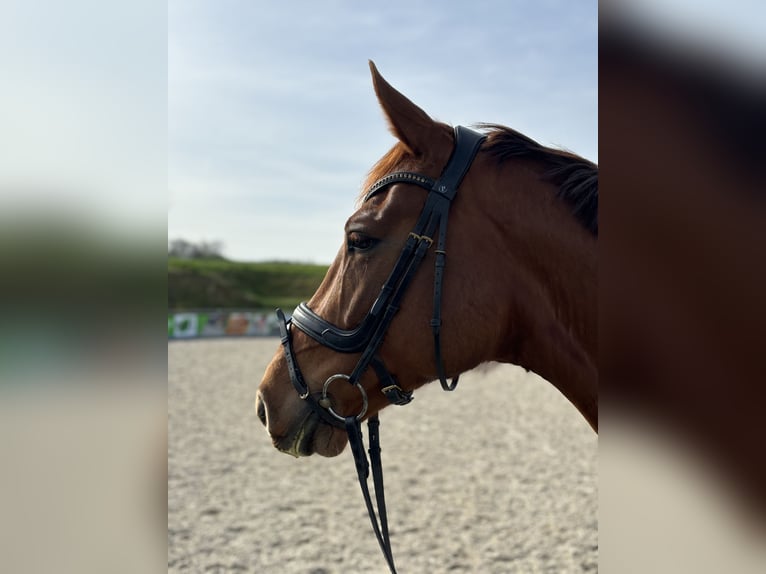 Zangersheider Mare 8 years 16,1 hh Chestnut in Bad Wurzach