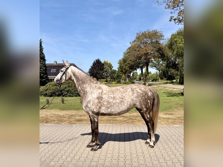 Zangersheider Mare 8 years 16.1 hh Grey in Giethoorn