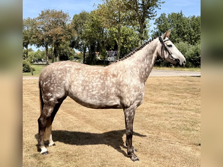 Zangersheider Mare 8 years 16.1 hh Grey in Giethoorn