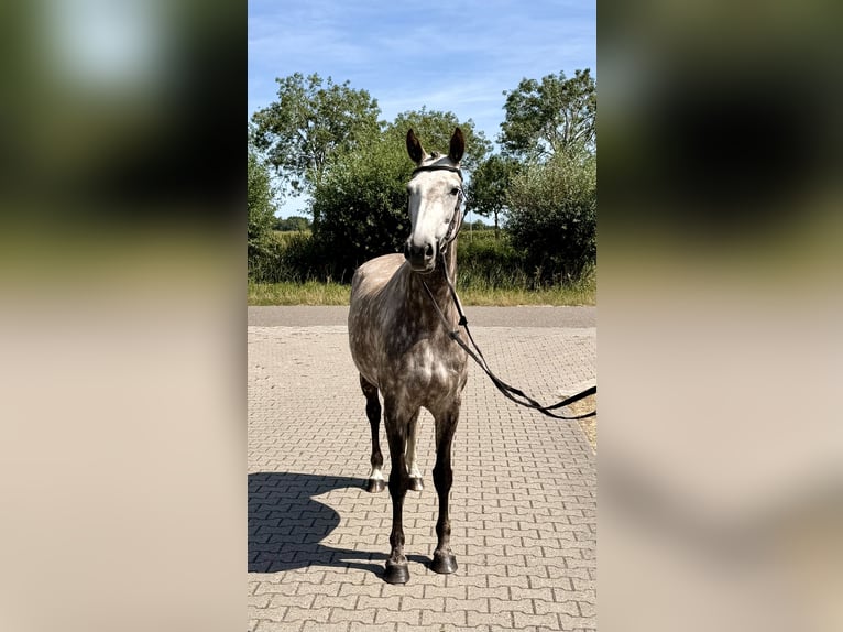Zangersheider Mare 8 years 16.1 hh Grey in Giethoorn