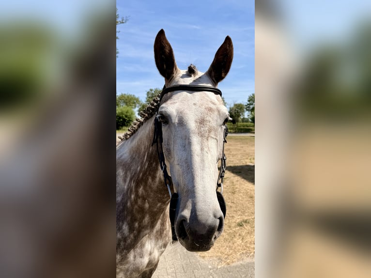 Zangersheider Mare 8 years 16.1 hh Grey in Giethoorn