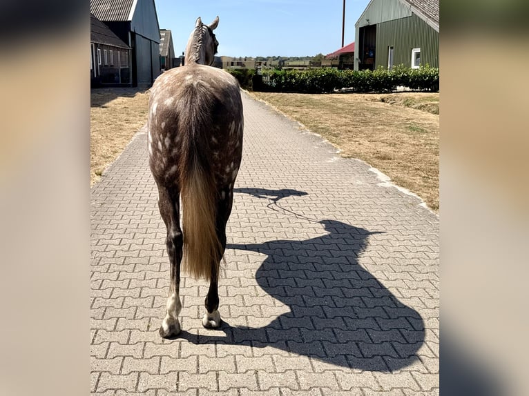 Zangersheider Mare 8 years 16.1 hh Grey in Giethoorn