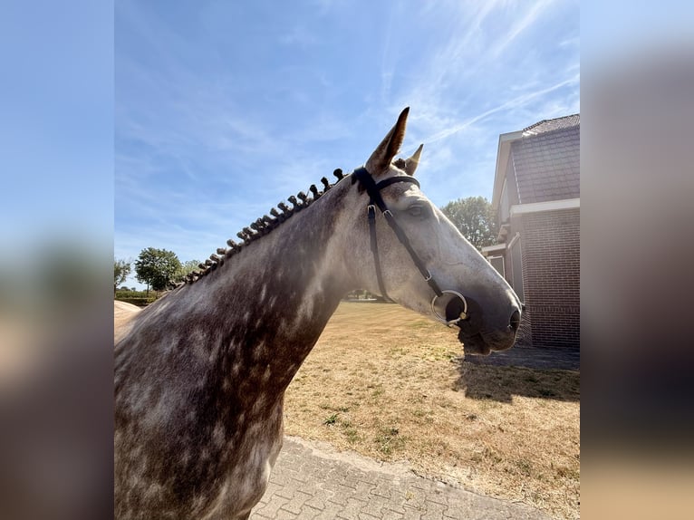 Zangersheider Mare 8 years 16.1 hh Grey in Giethoorn