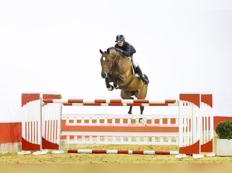 Zangersheider Mare 8 years 16.2 hh  in Waddinxveen