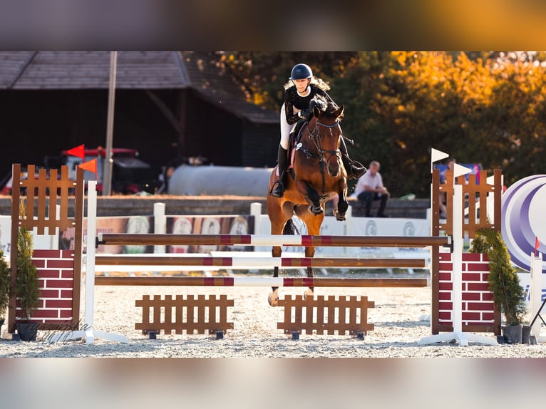 Zangersheider Mare 8 years 16 hh Bay in Józefin