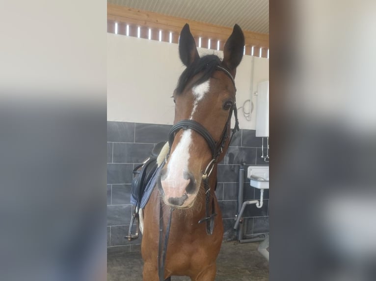 Zangersheider Mare 8 years 16 hh Brown in Berlin