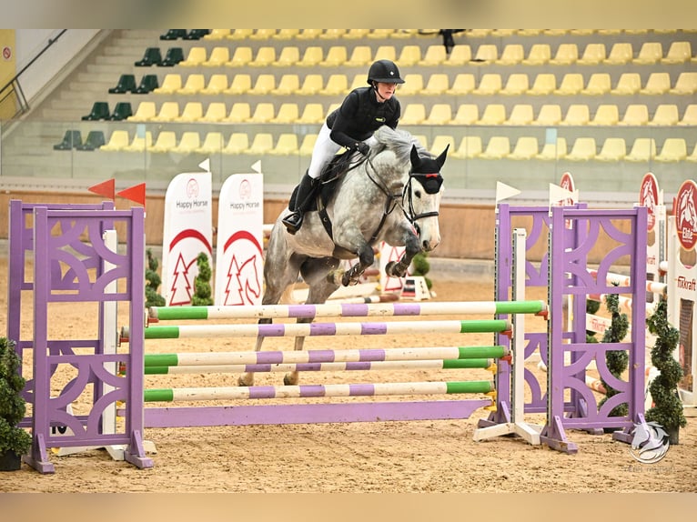 Zangersheider Mare 8 years 16 hh Grey-Dapple in Kitzbühel