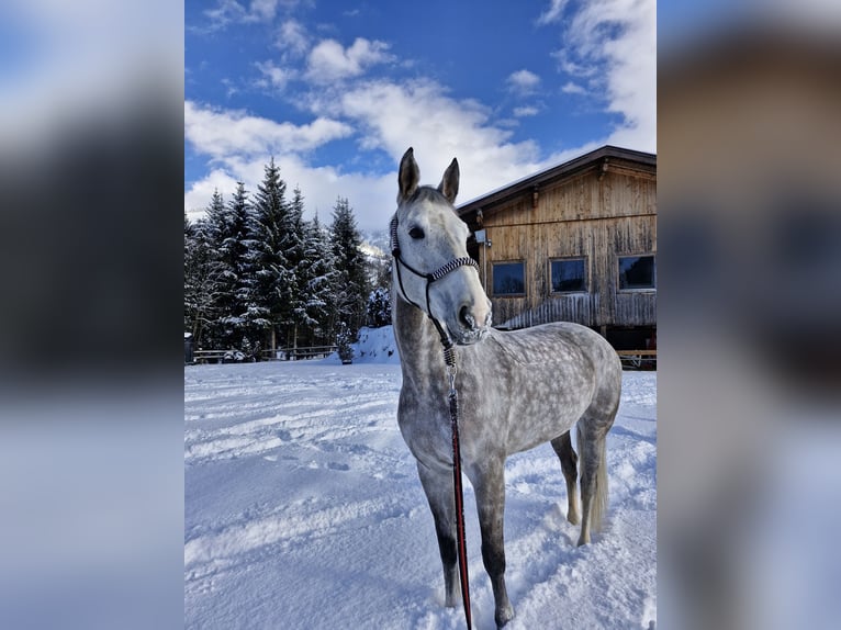 Zangersheider Mare 8 years 16 hh Grey-Dapple in Kitzbühel