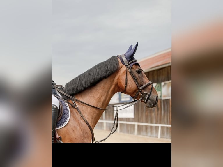 Zangersheider Mare 8 years 16,1 hh Brown in Pfaffenhofen an der Ilm