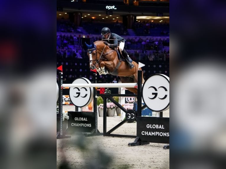 Zangersheider Mare 8 years 16,1 hh Chestnut-Red in Haren (Ems)
