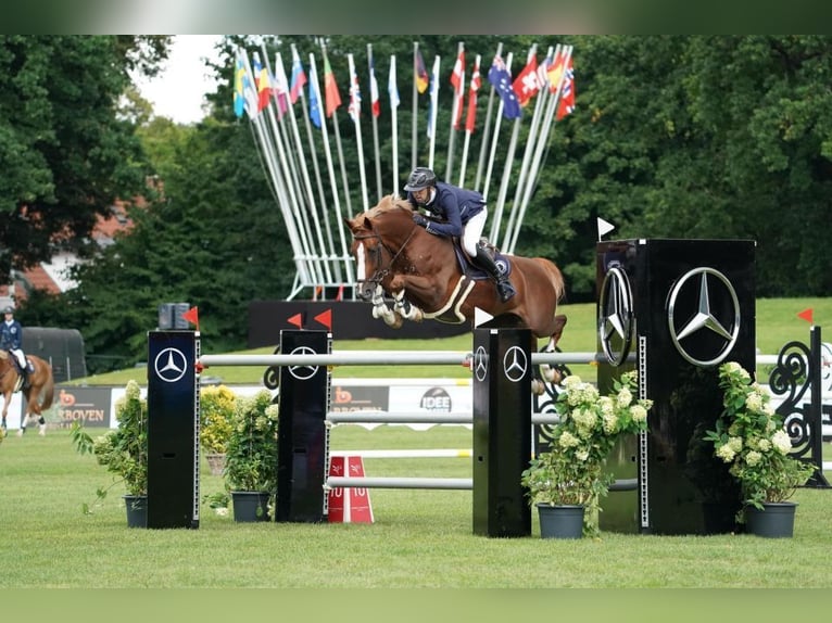 Zangersheider Mare 8 years 16,1 hh Chestnut-Red in Haren (Ems)