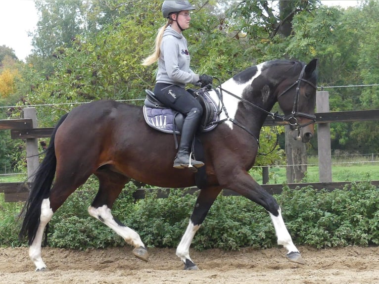 Zangersheider Mare 8 years 16,1 hh Pinto in Mücheln (Geiseltal)