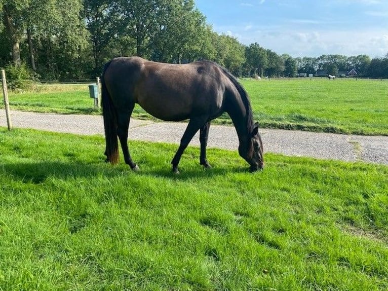 Zangersheider Mare 8 years 16,2 hh Brown in Haulerwijk