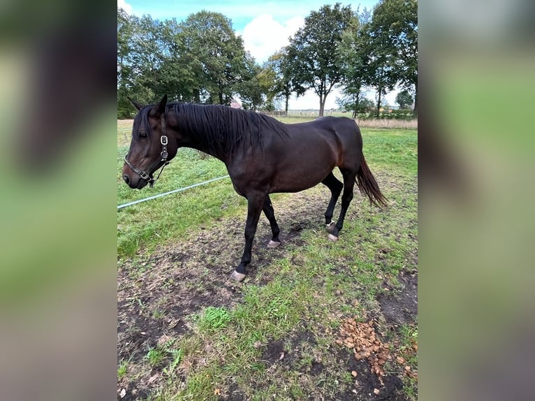 Zangersheider Mare 8 years 16,2 hh Brown in Haulerwijk