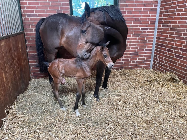 Zangersheider Mare 8 years 16,3 hh Brown in Delbr&#xFC;ck