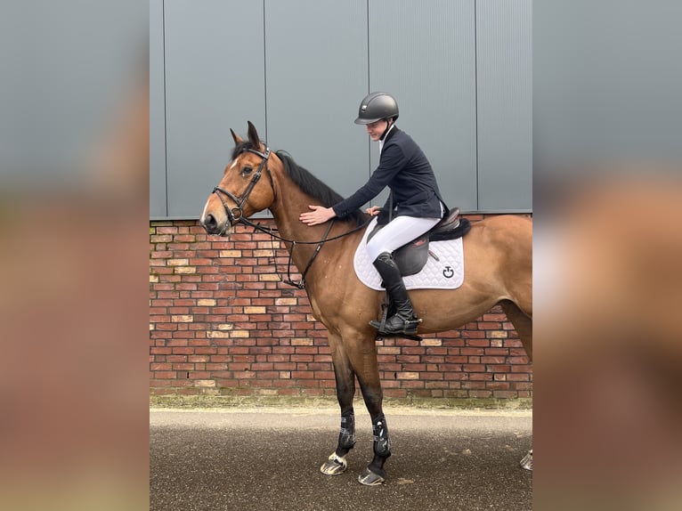 Zangersheider Mare 8 years 16,3 hh Brown in Dilsen stokkem