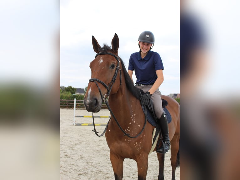 Zangersheider Mare 8 years 16,3 hh Brown in Dilsen stokkem