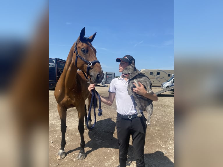 Zangersheider Mare 8 years 16,3 hh Brown in Dilsen stokkem