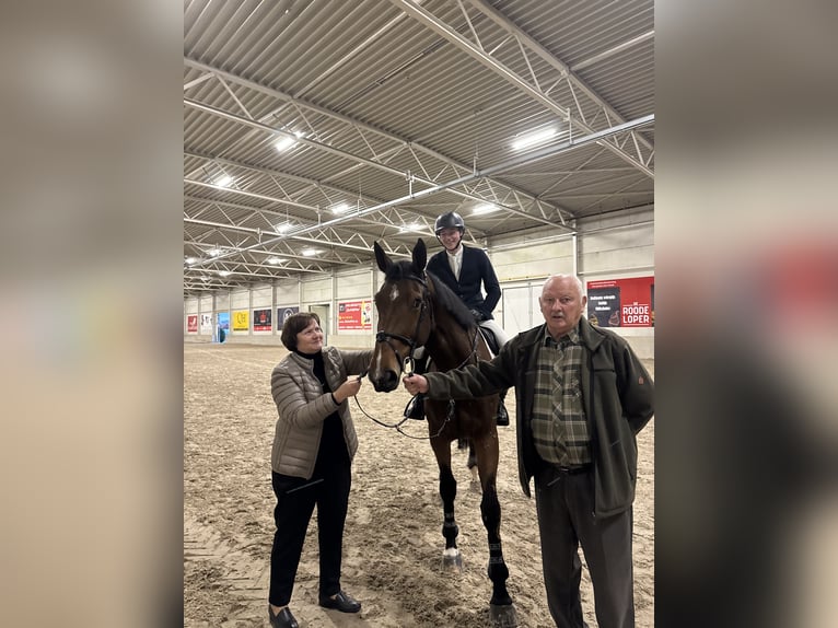 Zangersheider Mare 8 years 16,3 hh Brown in Dilsen stokkem