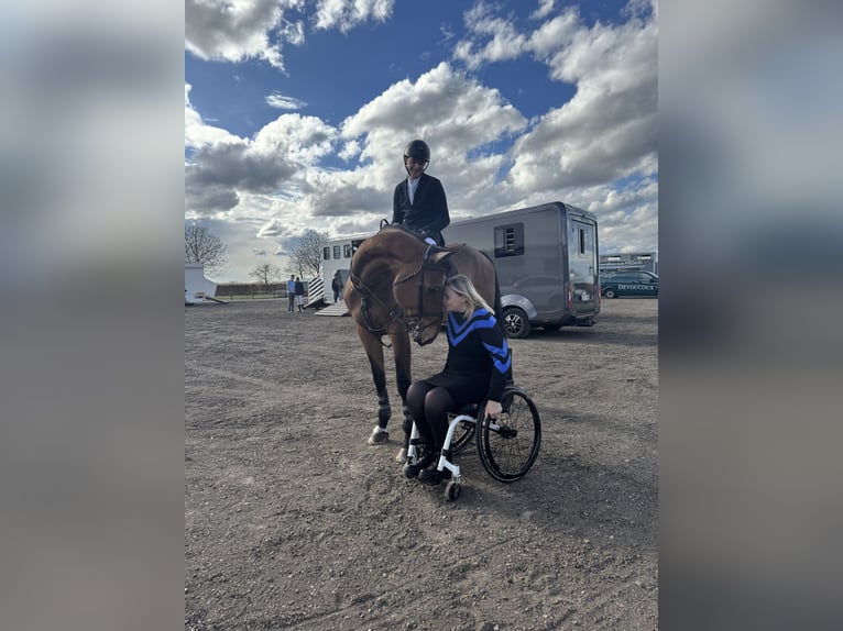 Zangersheider Mare 8 years 16,3 hh Brown in Dilsen stokkem