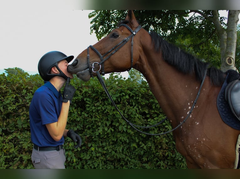 Zangersheider Mare 8 years 16,3 hh Brown in Dilsen stokkem