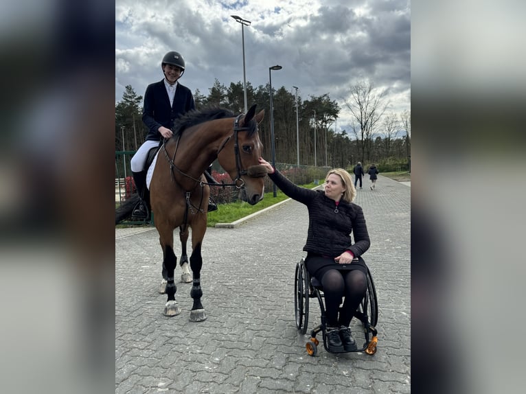 Zangersheider Mare 8 years 16,3 hh Brown in Dilsen stokkem