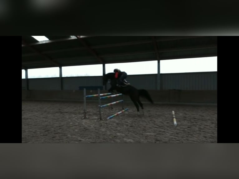 Zangersheider Mare 8 years 17 hh Bay-Dark in Tilburg