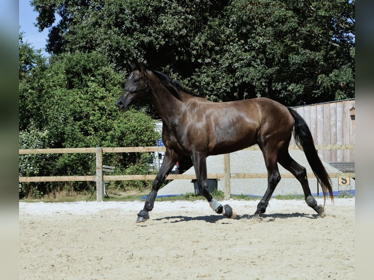 Zangersheider Mare 8 years 17 hh Black in Ile et Vilaine